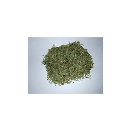 Horsetail (Equisetum arvense L.)
