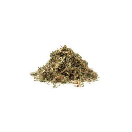 Smallflower Willowherb (Epilobium parviflorum)