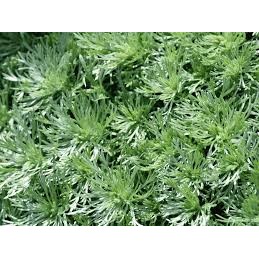 Mugwort / Wormwood (Artemisia vulgaris)