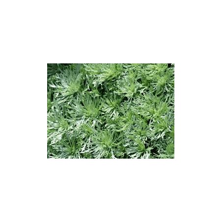 Mugwort / Wormwood (Artemisia vulgaris)