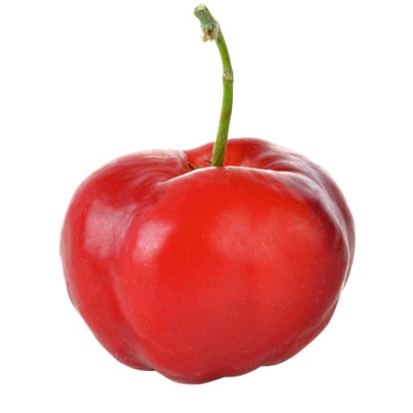 Acerola / Barbados cherry (Malpighia emarginata)