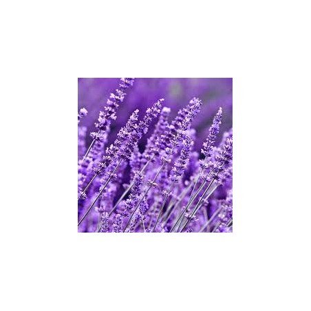 Lavender (Lavandula L.)
